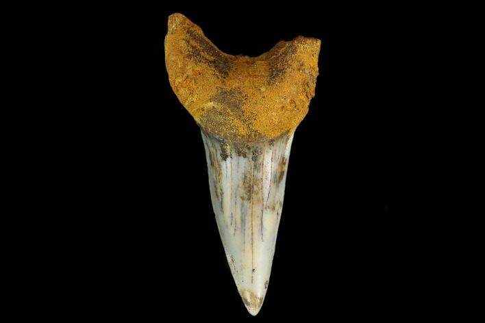 Colorful White/Mako Shark Tooth Fossil - Sharktooth Hill, CA #114042